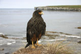 Striated Caracara 